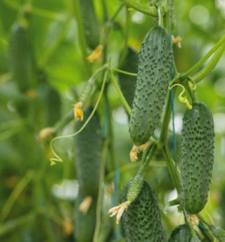 img-1: Огурец Георг F1 - ООО «Семена Тут»