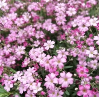 img-0: Гипсофила тихоокеанская Бело-розовая - ООО «Семена Тут»