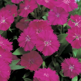 Гвоздика гибридная Телстар Парпл [1000 штук] - ООО «Семена Тут»