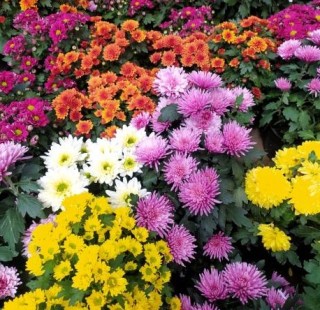 img-1: Хризантема индийская Корейская Смесь окрасок - ООО «Семена Тут»