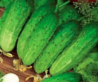 img-1: Огурец Каскад - ООО «Семена Тут»