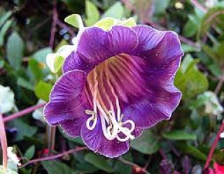 img-1: Кобея лазающая Фиолетовая - ООО «Семена Тут»