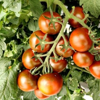 img-0: Томат Браун F1 - ООО «Семена Тут»