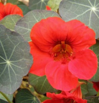 img-0: Настурция низкорослая Императрица Индии - ООО «Семена Тут»