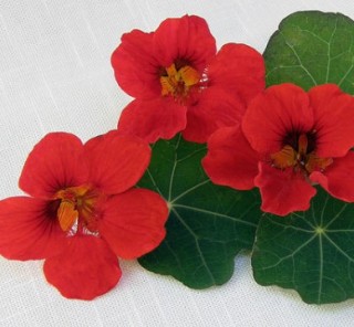 img-1: Настурция низкорослая Императрица Индии - ООО «Семена Тут»