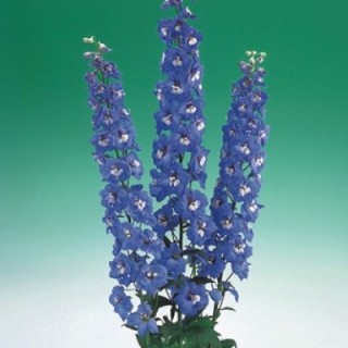 img-0: Дельфиниум высокий Аврора Блю [1000 шт] - ООО «Семена Тут»
