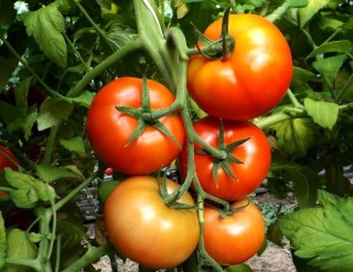 img-1: Томат Кадьяк F1 - ООО «Семена Тут»