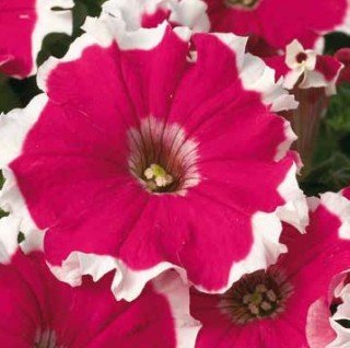 Петуния мультифлора Калиффо Черри Роуз Пикоти [100 драже] - ООО «Семена Тут»