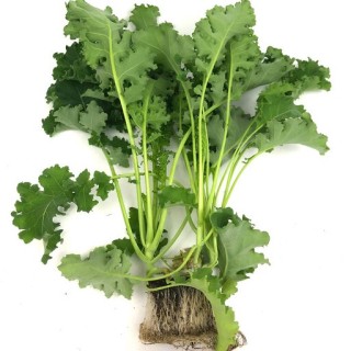 Капуста листовая Карилло F1 - ООО «Семена Тут»