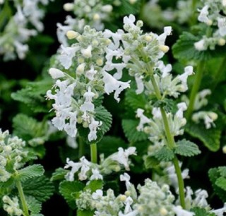 Котовник Кентавр - ООО «Семена Тут»