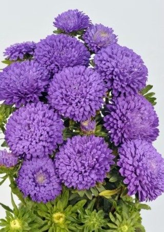 img-1: Астра Классик Дарк Блю [3 гр] - ООО «Семена Тут»