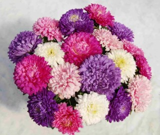 img-1: Астра Классик Микс [3 гр] - ООО «Семена Тут»