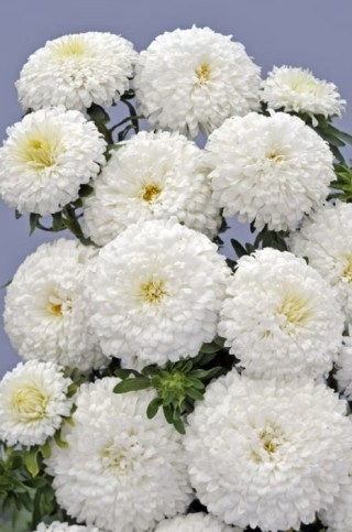 img-1: Астра Классик Вайт [3 гр] - ООО «Семена Тут»