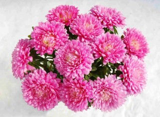 img-1: Астра Классик Роуз [3 гр] - ООО «Семена Тут»