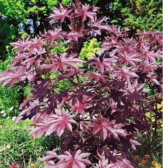 img-0: Клещевина бронзоволистная Сангвинеус - ООО «Семена Тут»