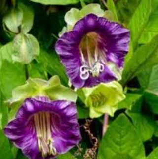 img-2: Кобея лазающая Винно-белая - ООО «Семена Тут»