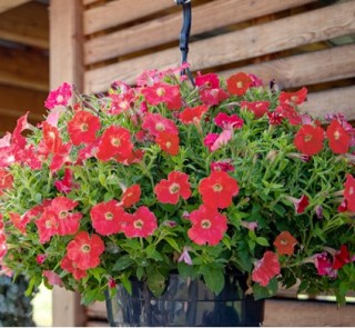 img-1: Петуния ампельная БУМ Корал [1000 драже] - ООО «Семена Тут»