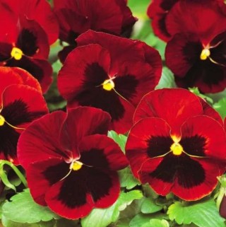 img-0: Анютины глазки Красный кардинал - ООО «Семена Тут»