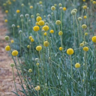 img-0: Краспедия Солар Поп [1000 шт] - ООО «Семена Тут»