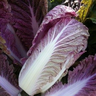 img-1: Капуста пекинская KS 888 F1 - ООО «Семена Тут»