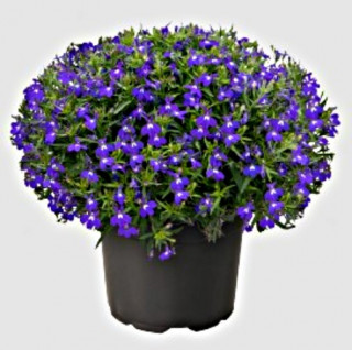 img-1: Лобелия Мастерпис Блю виз Ай [500 драже] - ООО «Семена Тут»