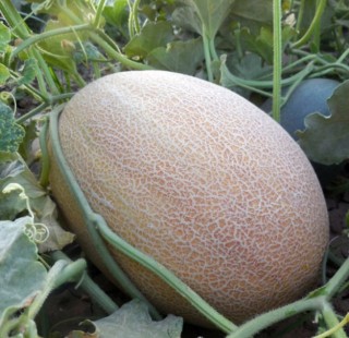 img-0: Дыня Лукстар F1 - ООО «Семена Тут»