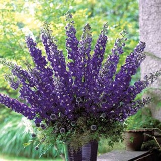 img-0: Дельфиниум высокий Аврора Дип Парпл [1000 шт] - ООО «Семена Тут»