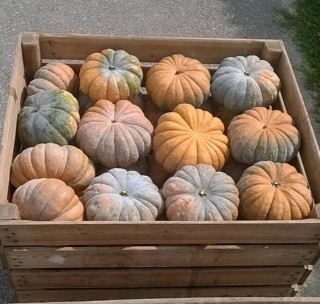 img-0: Тыква Маноск F1 - ООО «Семена Тут»