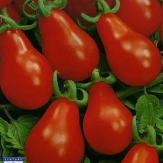 Томат Матрешка - ООО «Семена Тут»