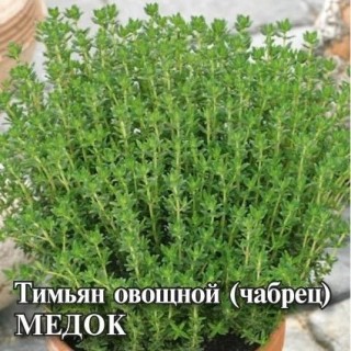 img-1: Тимьян ползучий (чабрец) Медок - ООО «Семена Тут»