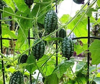 img-1: Мелотрия (мышинная дыня) Полосатик - ООО «Семена Тут»