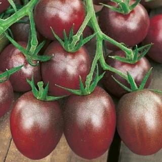 img-0: Томат Мерхаба F1 - ООО «Семена Тут»