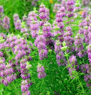 Монарда лимонная Мона Лиза - ООО «Семена Тут»