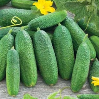 img-0: Огурец Моринга F1 - ООО «Семена Тут»
