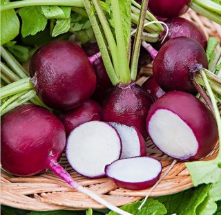 Редис Мулатка-шоколадка - ООО «Семена Тут»