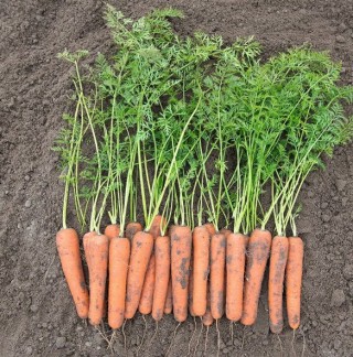 Морковь Намибия F1 (фракция: 1,6-1,8 мм) - ООО «Семена Тут»