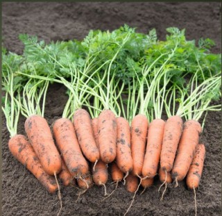 Морковь Мокум F1 (фракция: 1,6-1,8 мм) - ООО «Семена Тут»