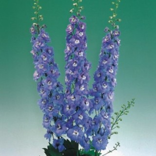 img-0: Дельфиниум высокий Аврора Лайт Блю [1000 шт] - ООО «Семена Тут»
