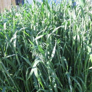 Овес посевной Друг - ООО «Семена Тут»