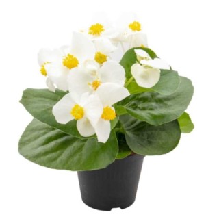 Бегония Мега Кул Вайт [1000 драже] - ООО «Семена Тут»