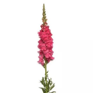 img-1: Львиный зев Монако (группа 2,3) Дарк Пинк [1000 шт] - ООО «Семена Тут»