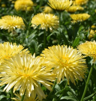 Календула пацифик Бьюти кремовая - ООО «Семена Тут»