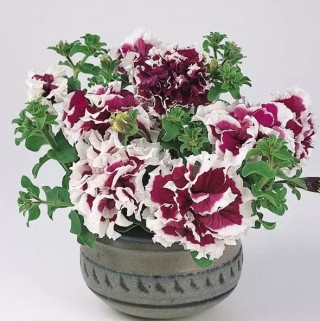 img-1: Петуния махровая Пируэтт Парпл [500 драже] - ООО «Семена Тут»