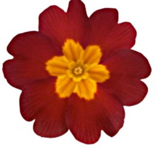 img-0: Примула Пиано Ред [500 шт] - ООО «Семена Тут»