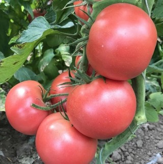 img-0: Томат Пинк Парадайз F1 - ООО «Семена Тут»