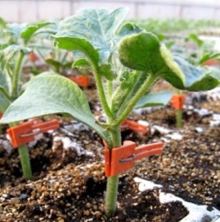 Подвой тыквенных культур Ферро F1 - ООО «Семена Тут»