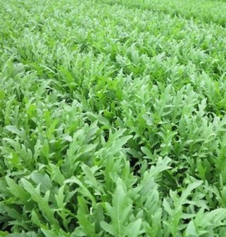 Рукола дикая Примарис - ООО «Семена Тут»