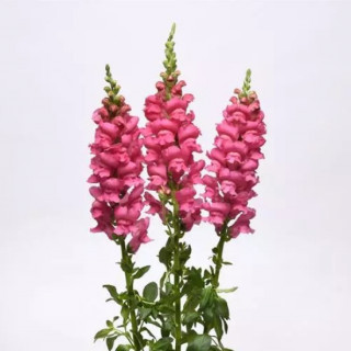 img-1: Львиный зев Потомак (группа 3,4) Эрли Роуз [1000 шт] - ООО «Семена Тут»