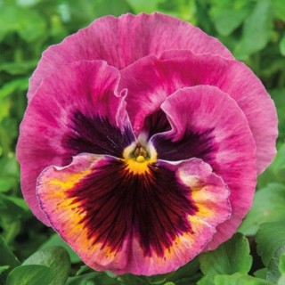 Виола крупноцветковая Экстрада Пинк Шейдз Блотч [1000 шт] - ООО «Семена Тут»