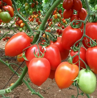 Томат Равенна F1 - ООО «Семена Тут»